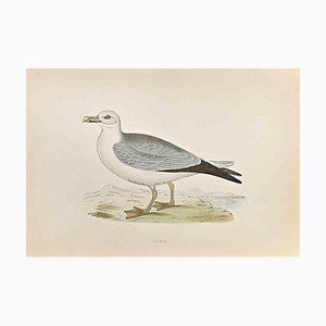 Alexander Francis Lydon, Fulmar, Woodcut Print, 1870