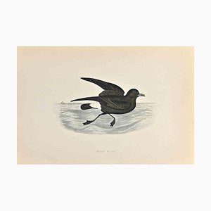 Alexander Francis Lydon, Stormy Petrel, Woodcut Print, 1870