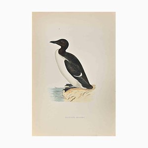 Alexander Francis Lydon, Brunnich's Guillemot, Woodcut Print, 1870