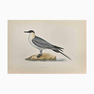 Alexander Francis Lydon, Buffon's Skua, Woodcut Print, 1870