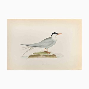 Alexander Francis Lydon, Arctic Tern, Woodcut Print, 1870