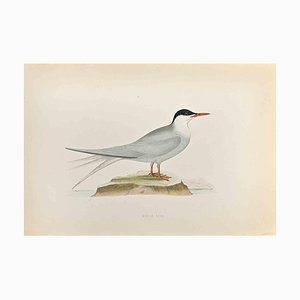 Alexander Francis Lydon, Arctic Tern, xilografia, 1870