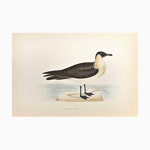 Alexander Francis Lydon, Pomerine Skua, Holzschnitt, 1870