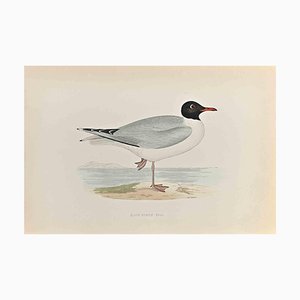 Alexander Francis Lydon, Black- Headed Gull, Woodcut Print, 1870