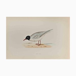 Alexander Francis Lydon, Little Gull, gravure sur bois, 1870