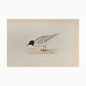 Alexander Francis Lydon, Little Gull, Woodcut Print, 1870