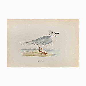 Alexander Francis Lydon, Ross's Gull, Woodcut Print, 1870