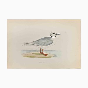 Alexander Francis Lydon, Ross's Gull, xilografia, 1870