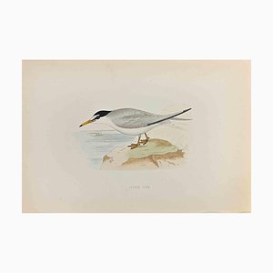 Alexander Francis Lydon, Lesser Tern, Woodcut Print, 1870