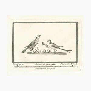 Desconocido, Aves, Grabado, Siglo XVIII