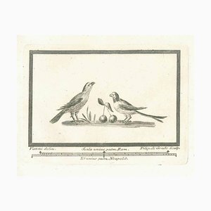 Unknown, Birds, Etching, 18th Century