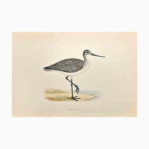 Alexander Francis Lydon, Greenshank, Woodcut Print, 1870