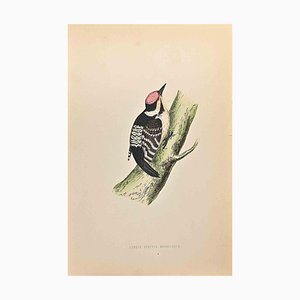 Alexander Francis Lydon, Lesser Spotted Woodpecker, Woodcut Print, 1870