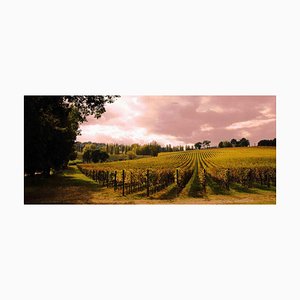 Giuseppe Marani, The Grandfather's Vineyard, Photographie, 2010