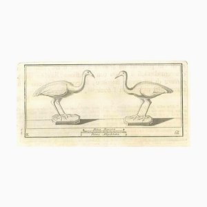 Artisti vari, affresco di uccelli, attacco, XVIII secolo