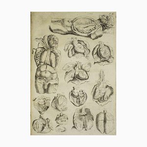 Andrea Vesalio, Les Orgues, Eau-forte : De Humani Corporis Fabrica, 1642