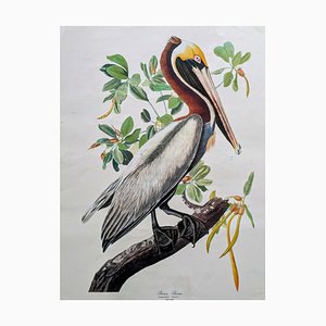 John James Audubon, Brauner Pelikan, Lithographie