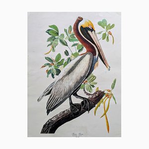 John James Audubon, pellicano bruno, litografia