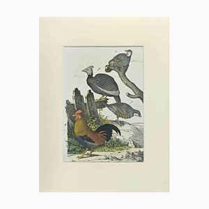 Johann Friedrich Naumann, The Rooster, 1840s, Etching