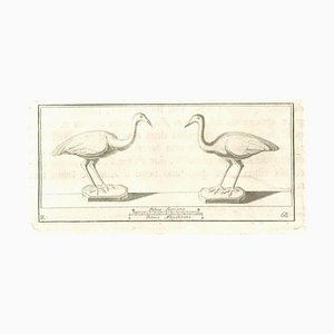 Autori vari, affresco di uccelli, attacco, XVIII secolo