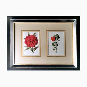 English Artist, Flowers, Chromolithographic Print Diptych, 1900, Framed