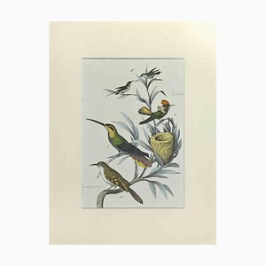 Johann Friedrich Naumann, Hummingbirds, Etching, 1840