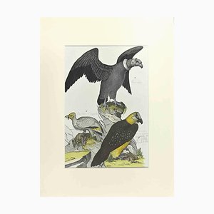 Johann Friedrich Naumann, Condor, Acquaforte, 1840