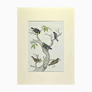 Johann Friedrich Naumann, Blue, Black and Brown Birds, Etching, 1840