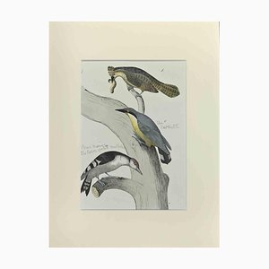 Johann Friedrich Naumann, Trois Oiseaux sur un Arbre, Eau-forte, 1840