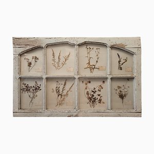 18th Century Herbarium Provencal Door, France