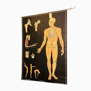 Tableau d'enseignement Vintage The Skeleton of Man par Prof. Dr. Med. W. Blotevoge pour Hagemann, 1974