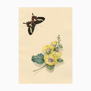 Lièvre Louisa, Papillon Coeur de Bétail & Fleur de Rose Trémière, 1832, Aquarelle