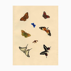 Louisa Hare, Hoja de estudios sobre mariposas, 1832, Acuarela