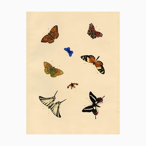 Louisa Hare, Sheet of Butterfly Studies, 1832, Watercolour