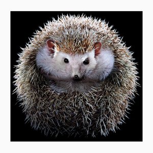 Tim Platt, Hedgehog # 1, 2017, Impresión con pigmento de archivo