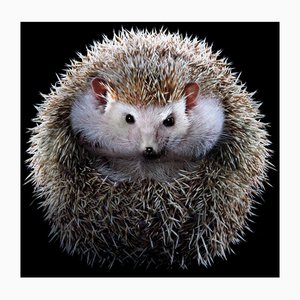 Tim Platt, Hedgehog #1, 2017, Stampa a pigmenti d'archivio