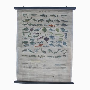Poster con pesce naturalistico antico, anni '10