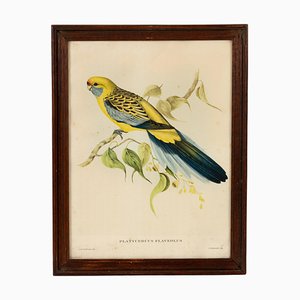 Lithographie Colorée à la Main John Gould/HC Richter, Platycercus Flaveolus, Milieu des Années 1800, Encadré