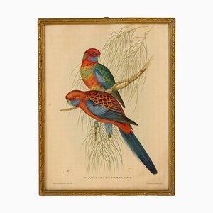 John Gould / HC Richter, Platycercus Pennantii, mediados del siglo XIX, litografía coloreada a mano, enmarcada