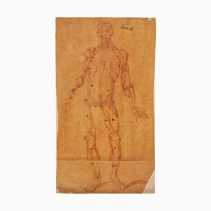 Squelette Anatomique, Dessin sur Papier Vergé, 17ème Siècle