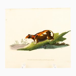 E. Donovan & FC & J. Rivington, Nature Illustration, Feb 1820, Handkolorierter Kupferstich