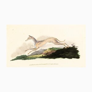 E. Donovan & FC & J. Rivington, Illustration de la nature, février 1820, Gravure sur cuivre coloriée à la main