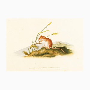 E. Donovan & F.C. & J. Rivington, Nature Illustration, Dec 1818, Hand-Colored Copperplate Engraving