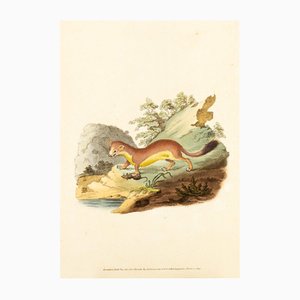 E. Donovan & FC & J. Rivington, Nature Illustration, junio de 1815, grabado en cobre pintado a mano