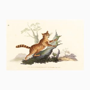 E. Donovan & FC & J. Rivington, Nature Illustration, 1 de agosto de 1820, grabado en cobre pintado a mano