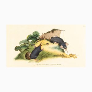 E. Donovan & F.C. & J. Rivington, Nature Illustration, June 1815, Hand-Colored Copperplate Engraving