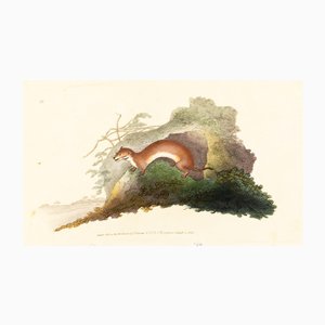 E. Donovan & FC & J. Rivington, Nature Illustration, agosto de 1820, grabado en cobre pintado a mano
