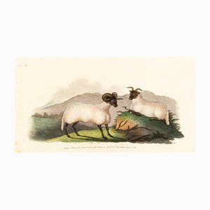 E. Donovan & FC & J. Rivington, Nature Illustration, Aug 1820, Handkolorierter Kupferstich