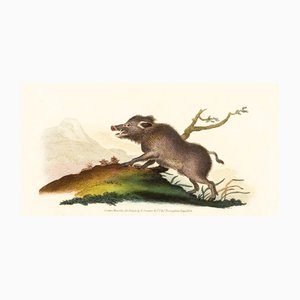 E. Donovan & FC & J. Rivington, Nature Illustration, agosto de 1820, grabado en cobre pintado a mano