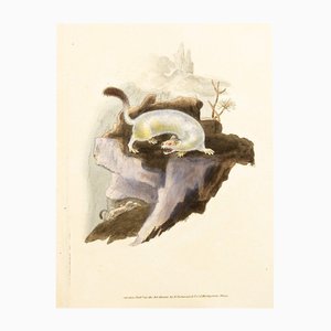 E. Donovan & FC & J. Rivington, Nature Illustration, Mai 1815, Handkolorierter Kupferstich